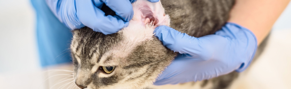 Mani del veterinario che controlla le orecchie del gatto con acari