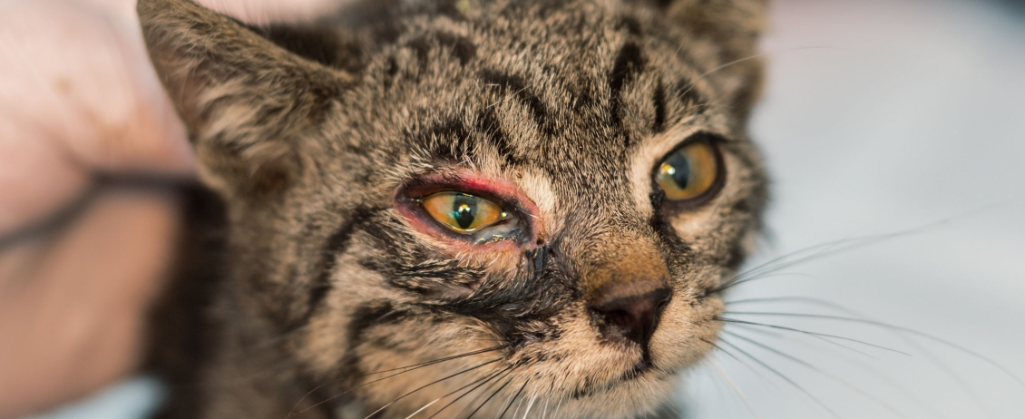 Gattino dal veterinario con forte arrossamento da congiuntivite su un occhio