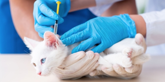 Veterinario che vaccina un gattino bianco 