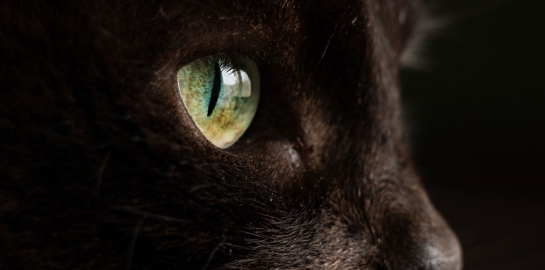 Occhio di gatto di profilo